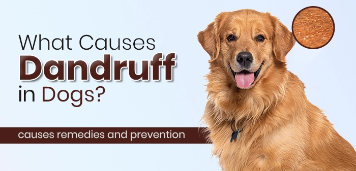 Understanding Dog Dandruff: Causes, Symptoms, and Effective Solutions