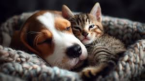 How Dogs and Cats Can Live in Harmony Too